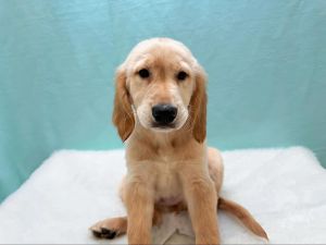 Golden Retriever Puppy