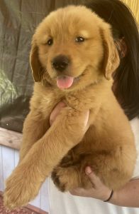 Golden Retriever Puppies Available Now