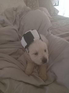 Akc English Cream Goldens