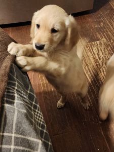 Golden Retriever Puppies