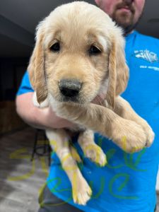 Golden retriever puppies