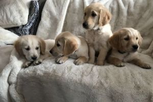 Golden Retriever Puppies