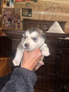 Golden retriever Siberian husky mix