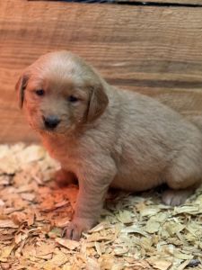 AKC registered Golden Retrievers for sale