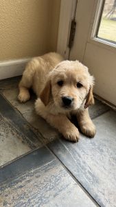 Golden Retriever Puppies