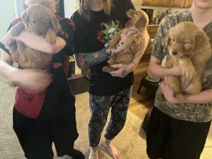 Golden retriever puppies