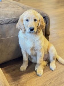 Purebred AKC Golden Retriever