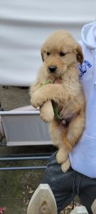 Golden retriever
