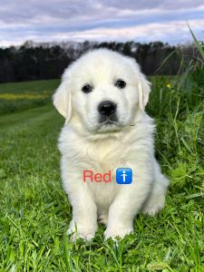 English Golden retriever