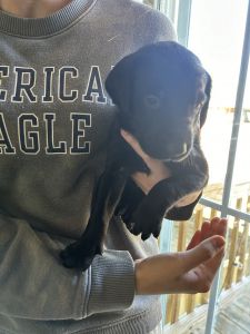 golden retriever doberman mix puppies for sale