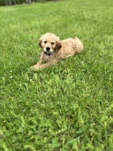 10 week old golden retriever puppy