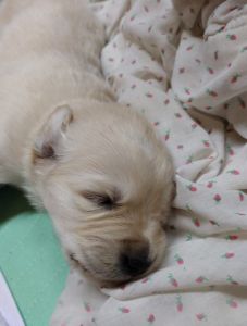 Perfect golden retriever