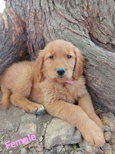 Akc golden retriever puppies