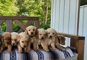 Akc Male Golden Retriever puppies