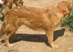 Families Saving Furbabies