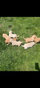 Goldren Retriever Puppy