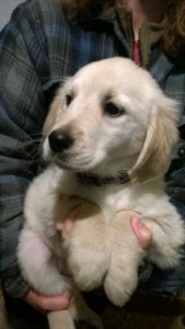 GOLDEN RETRIEVER AKC JONESVILLE, MI. READY NOW