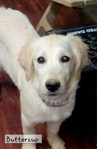 Golden Retriever Puppies