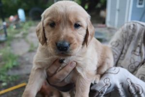 *2 female golden retriever puppies ready to go July 1st