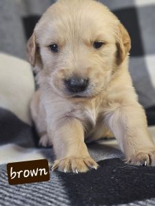 Akc golden retrievers