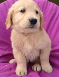 Golden Retriever Puppies for Sale