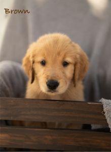 Male Golden retriever puppy