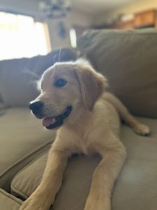 Golden retriever Boy