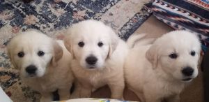 English cream Golden Retriever puppies