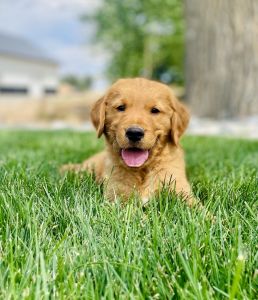 AKC Golden Retriever