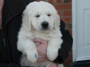 Lovely Cream Golden Retriever Puppies