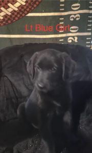 Golden Shepherd Puppies