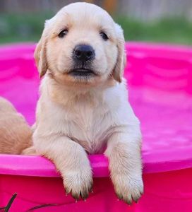 10 weeks old golden