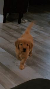 Pure breed golden retriever for sell