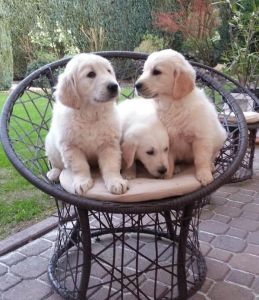 Cute and Adorable golden retriever Puppies