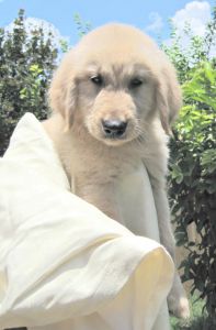 Akc Champion Bloodlines Golden Retriever