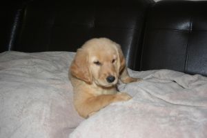 Championship pedigree. Both parents on premises