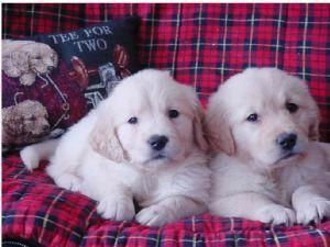 Golden Retriever Puppies.text At (***) ***-***5