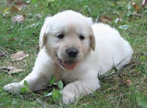 *family Dream Golden Retrievers Puppies*