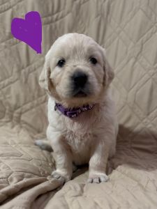 Golden Retriever Puppies