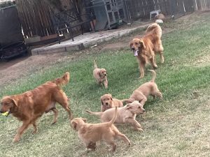 Golden Retriever Puppies for sale