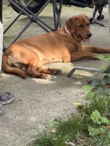 Golden retriever shepherd mix 2yr old