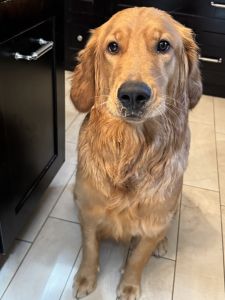1 yr old Female Golden Retriever.