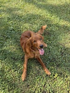 7 Month Female Golden Irish