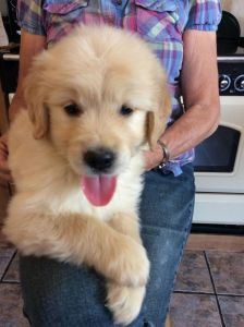 Adorable and lovely Golden retriever puppies