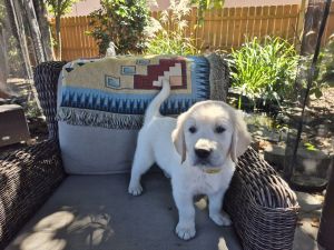 Golden Retrievers