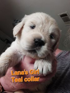 English cream Golden retriever