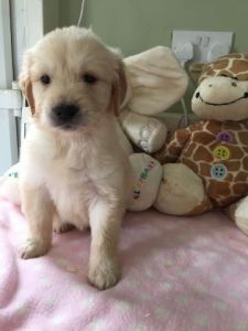 outstanding quality Golden Retriever puppies