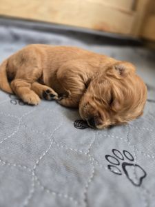 Golden retriever puppies!