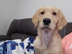 3 month old Golden Girl