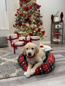Golden Retriever Puppy 10 weeks